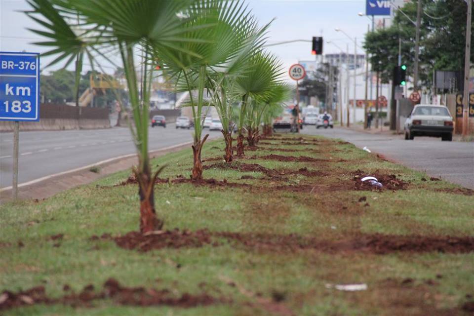 Prefeitura planta mudas de Palmeiras na BR 376